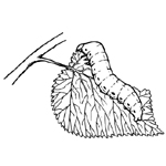 silkkiperhosen toukka 1